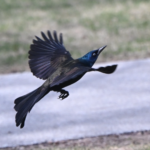 Common Grackle — Skimming The Path
