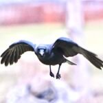 American Crow — Wings Wide Approach