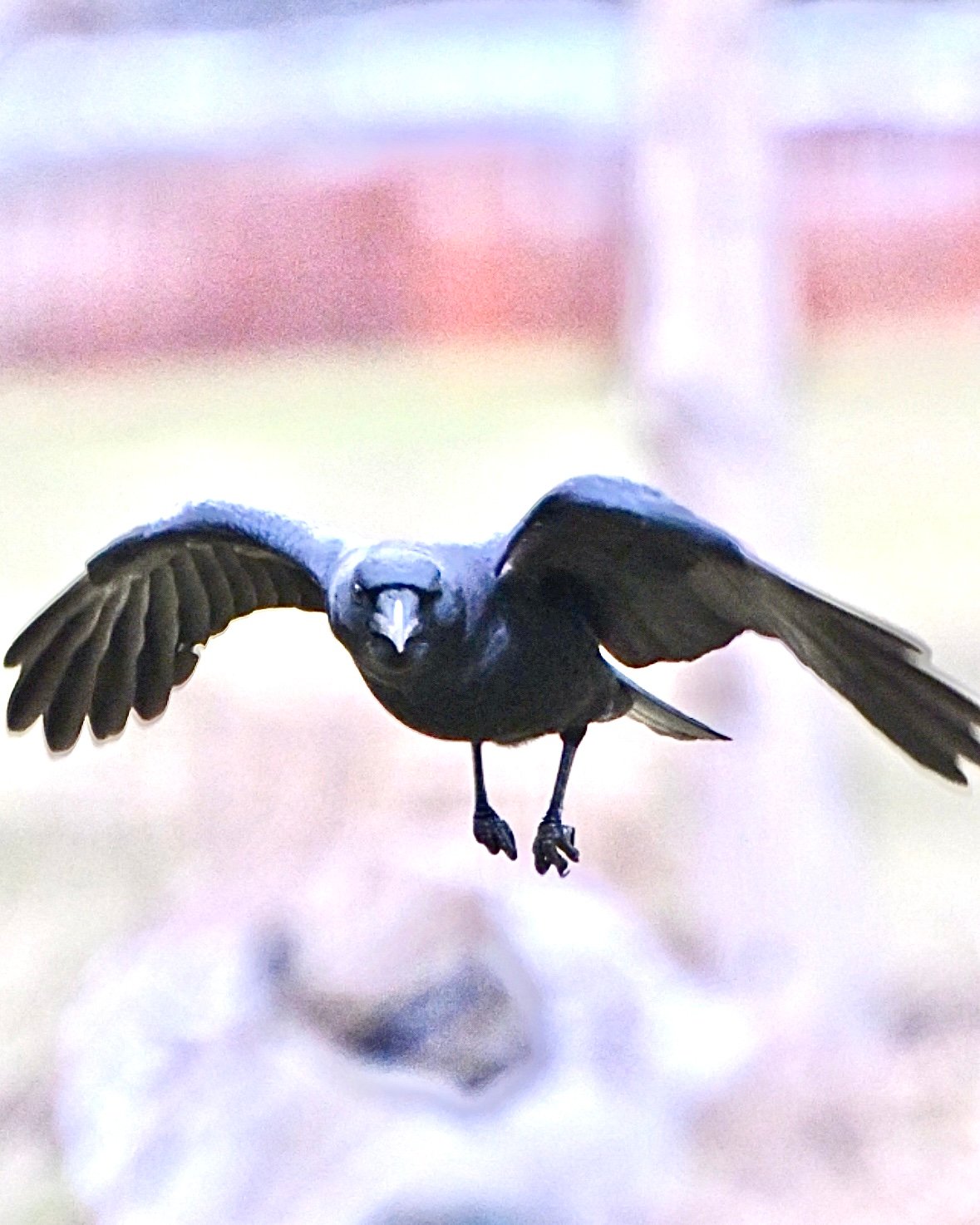 common-grackle-wings-wide-approach American Crow — Wings Wide Approach - Image 1