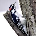 Downy Woodpecker — Climbing Tree Trunk
