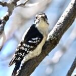 Downy Woodpecker — Clinging To Bark