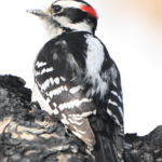 Downy Woodpecker — Crown Of Red