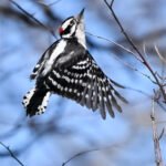 Downy Woodpecker — Flight Between Branches