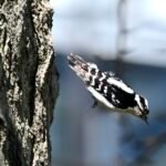 Downy Woodpecker — Headfirst Descent