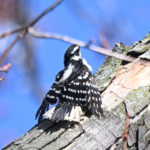 Downy Woodpecker — On A Broken Branch