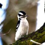 Downy Woodpecker — On A Mossy Limb