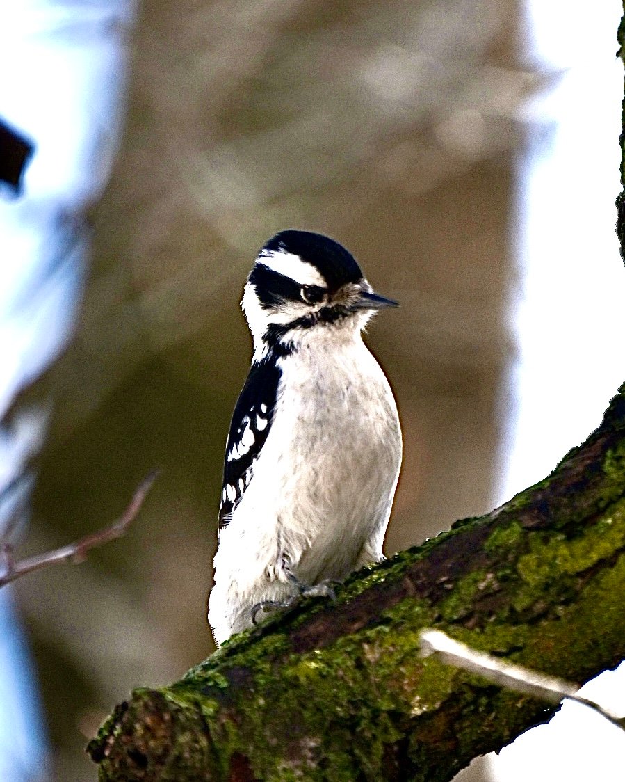 downy-woodpecker-on-a-mossy-limb Downy Woodpecker — On A Mossy Limb - Image 1