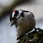 Downy Woodpecker — Peering Over The Trunk