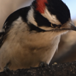 Downy Woodpecker — Red Crown Close Up