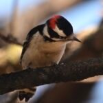 Downy Woodpecker — Resting On A Limb