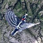 Downy Woodpecker — Spread Against The Bark