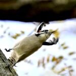 Downy Woodpecker — Upside Down On Snowy Branch