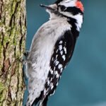 Downy Woodpecker — Vertical On The Trunk