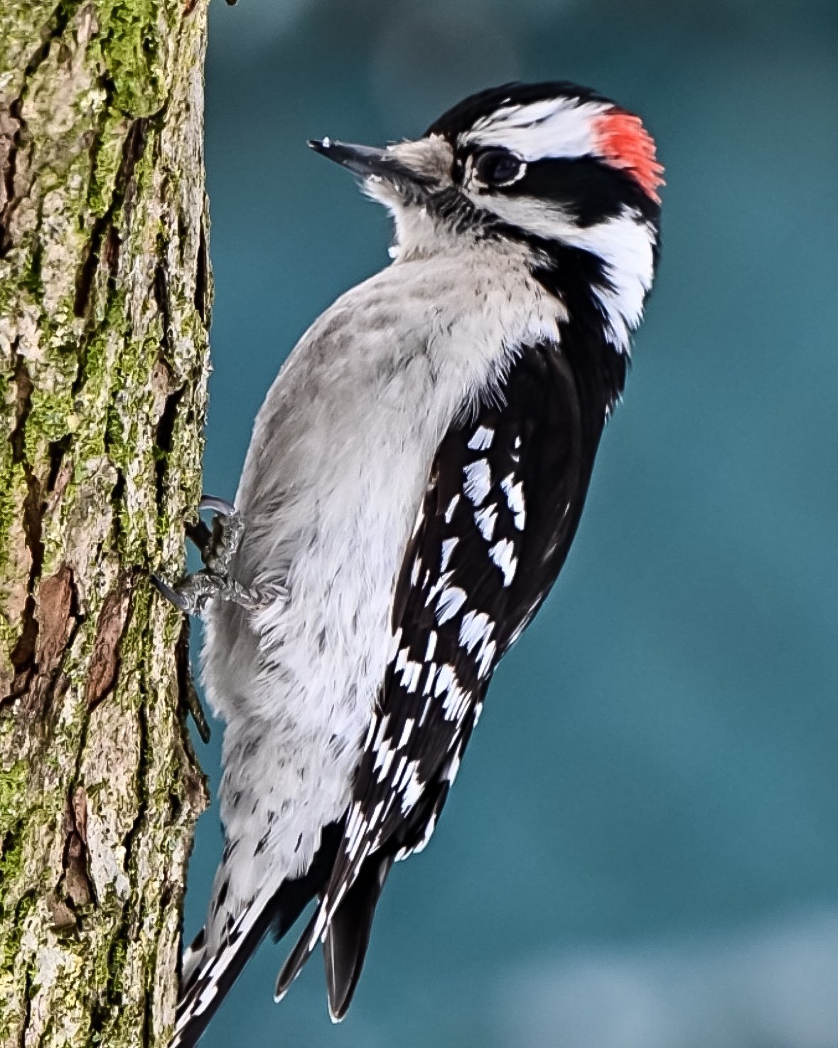 Screenshot Downy Woodpecker — Vertical On The Trunk - Image 1