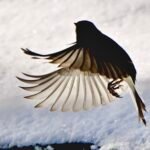 Downy Woodpecker — Wings Open Over Snow