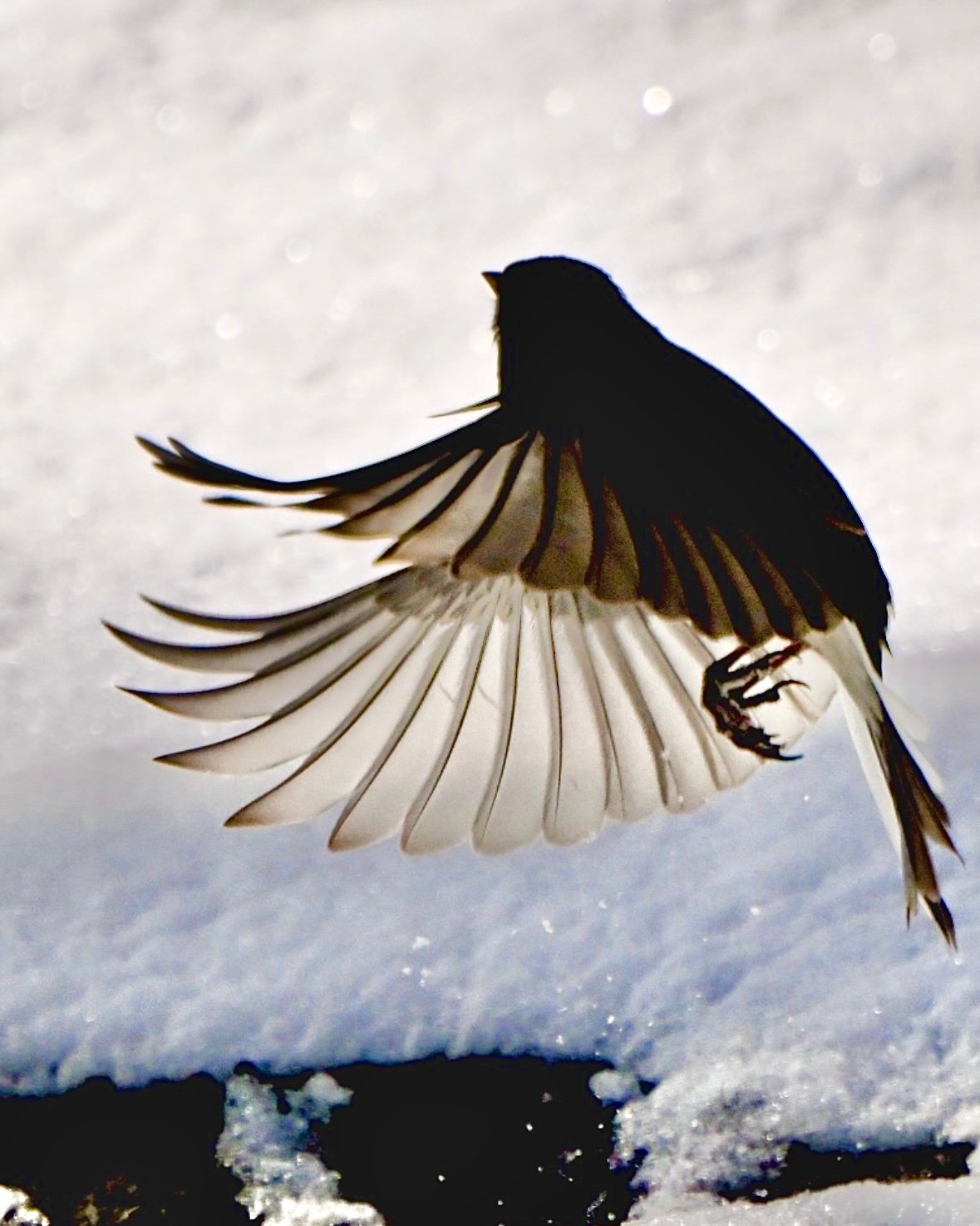 Screenshot Downy Woodpecker — Wings Open Over Snow - Image 1