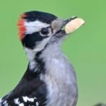 Downy Woodpecker — With A Seed