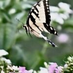 Eastern Tiger Swallowtail — Flying Among Blossoms