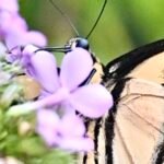Eastern Tiger Swallowtail — On Purple Flowers