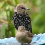 European Starling & House Sparrow — Perched Together