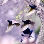 European Starling — Flock In The Blossoms