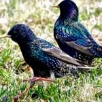 European Starling — Pair In The Grass