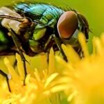 Green Bottle Fly — On Yellow Flower