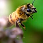 Honeybee — Macro Portrait