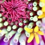 Magenta Flower — Macro Detail