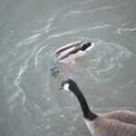 Mallard & Canada Goose — Sharing The Water