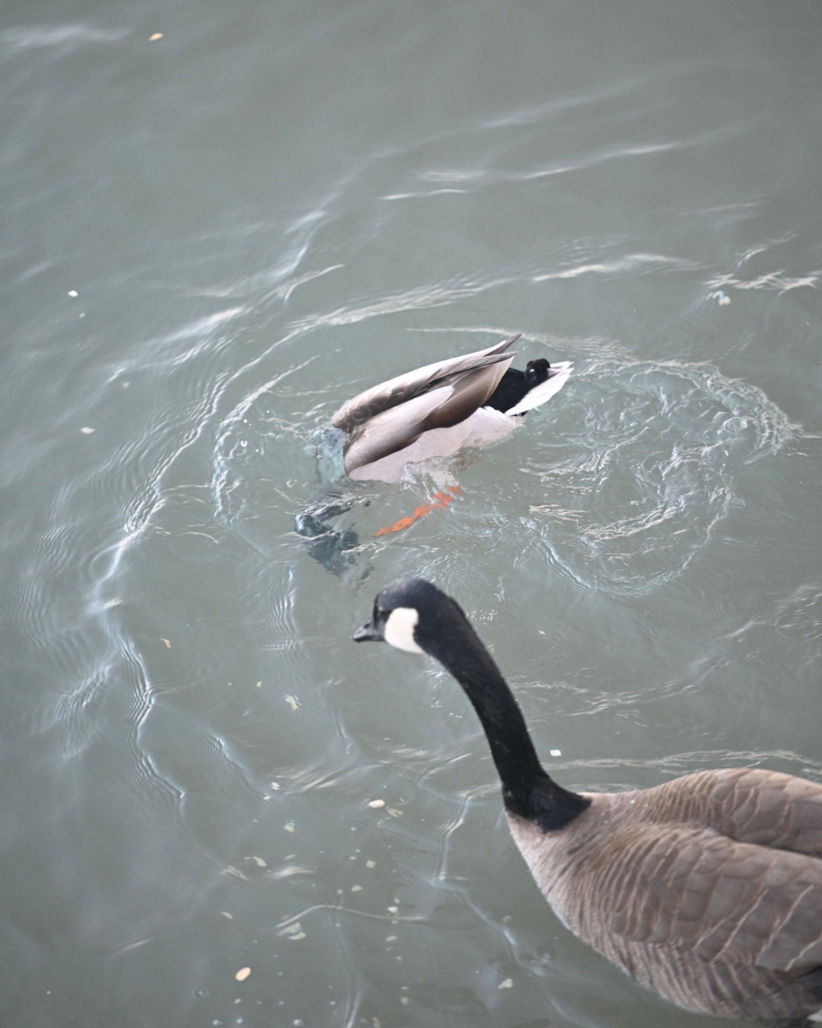 mallard-and-canada-goose-sharing-the-water-1.jpeg Mallard & Canada Goose — Sharing The Water - Image 1