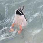 Mallard — Upending In The Shallows