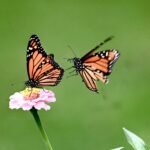 Monarch Butterfly — Pair On A Zinnia
