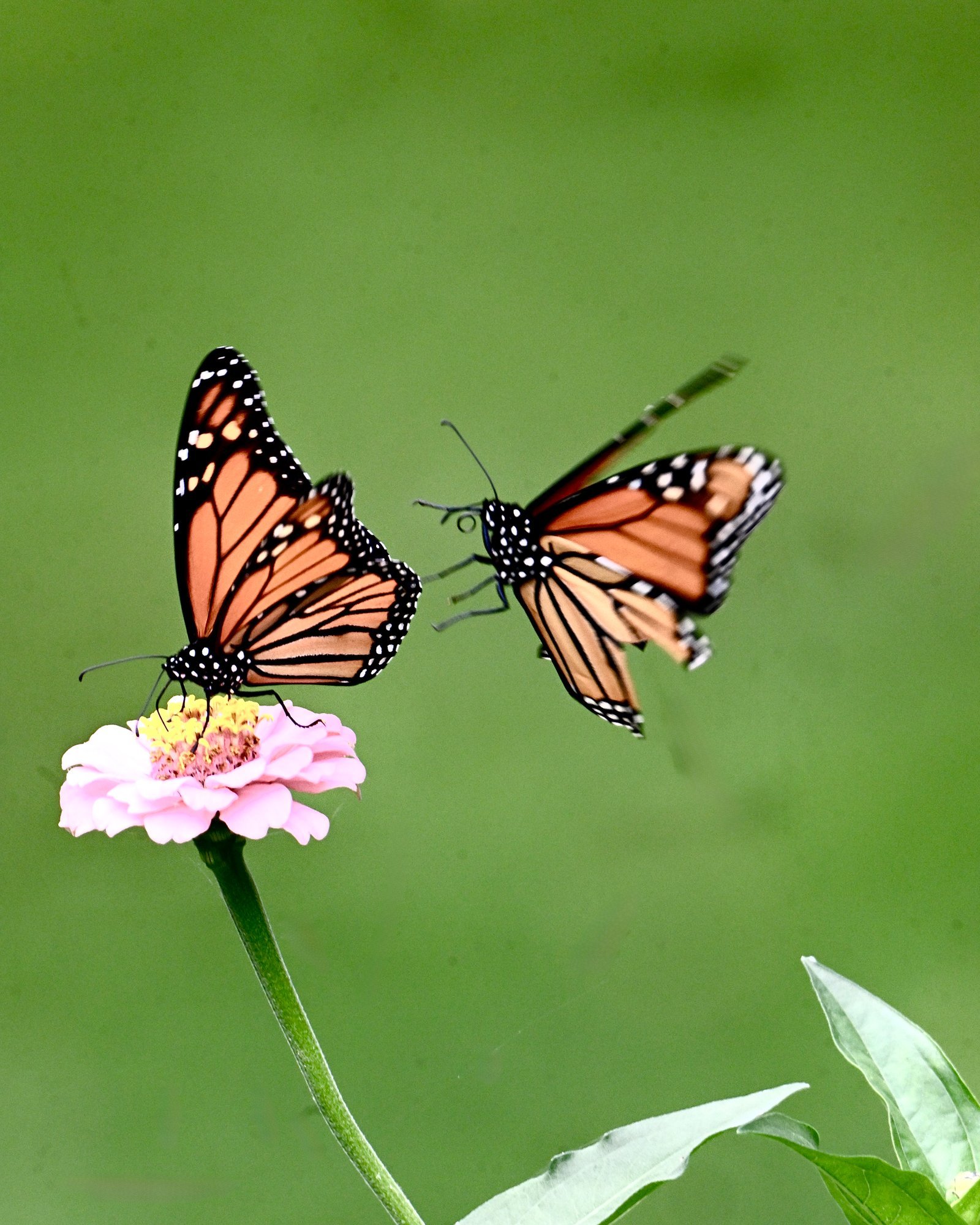 monarch-butterfly-pair-on-a-zinnia-1.jpeg Monarch Butterfly — Pair On A Zinnia - Image 1