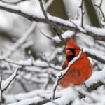 Northern Cardinal — After The Snowfall