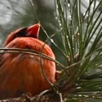 Northern Cardinal — Behind Pine Needles