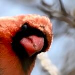 Northern Cardinal — Close Portrait