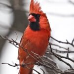 Northern Cardinal — Crest High In Winter