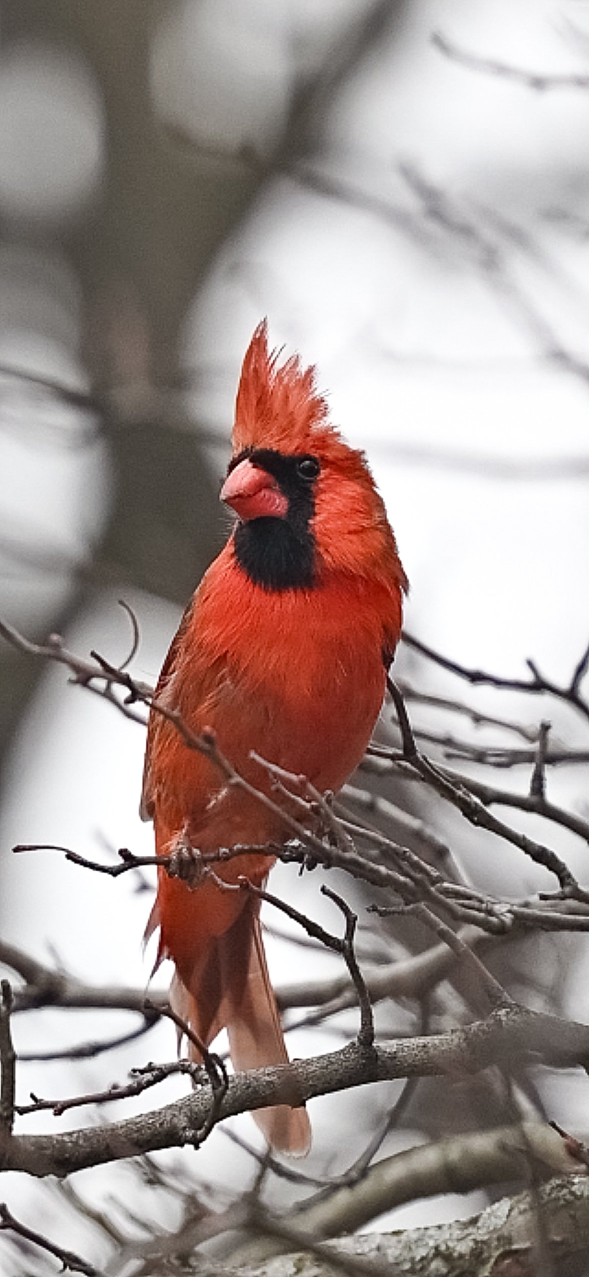 Screenshot Northern Cardinal — Crest High In Winter - Image 1