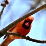 Northern Cardinal — Crest Raised On A Branch