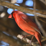 Northern Cardinal — Crest Up In Winter Brush