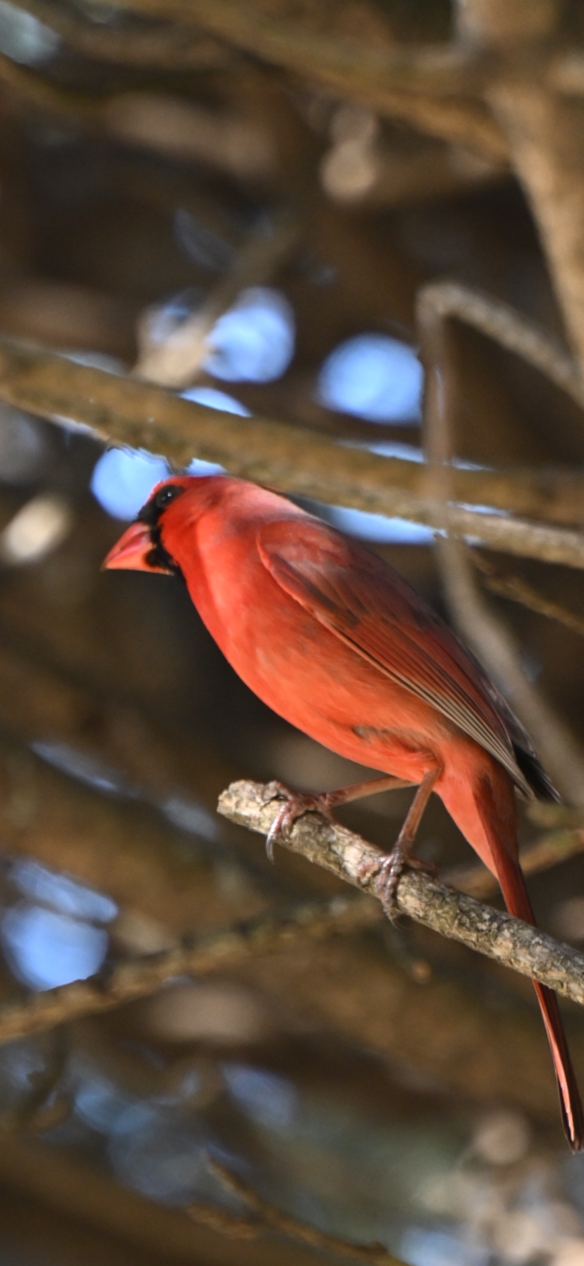 northern-cardinal-crest-up-in-winter-brush Northern Cardinal — Crest Up In Winter Brush - Image 1