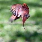 Northern Cardinal — Crimson Wings Over Grass