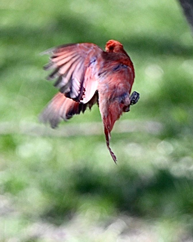 northern-cardinal-crimson-wings-over-grass Northern Cardinal — Crimson Wings Over Grass - Image 1