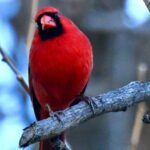 Northern Cardinal — Facing The Camera