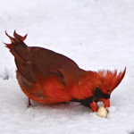 Northern Cardinal — Feeding In Snow
