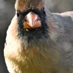 Northern Cardinal — Female Close Up Portrait