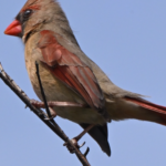 Northern Cardinal — Female In Blue Sky