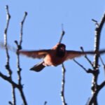 Northern Cardinal — Flight Through Bare Branches