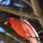 Northern Cardinal — Glowing On A Branch